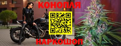 гашик Кингисепп